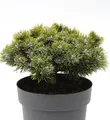 Produktbild: Zwerg Kiefer Sherwood Compact 20-25cm - Pinus mugo