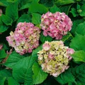 Produktbild: Hydrangea macrophylla 'Deutschland', Bauernhortensie, 60–80 cm, rosa