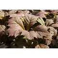 Produktbild: Sonstige - Rodgersia Podophylla 'rotlaub' P 1
