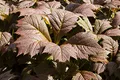 Produktbild: Rodgersia podophylla 'Rotlaub' 11x11 cm Topf – Winterhart, Mehrjährig, Pflegeleicht – Schaublatt – Staude für Halbschatten & Beet