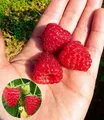 Produktbild: BALDUR Garten Obstpflanze Himbeere Enrosadira® 'Endlosernte', 1 St., Selbstbefruchtend, essbar, winterhart, mehrjährig, pflegeleicht