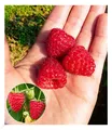 Produktbild: Himbeere Enrosadira® 