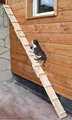 Produktbild: Ruhti - Katzentreppe Katzenleiter Katzenstufe für Balkon, Treppe etc.| 1 bis 7 m (1 m)