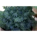 Produktbild: Juniperus Chinensis Blue Alps Chinesischer Wacholder 15–20 cm