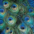 Produktbild: 20 Servietten Peacock Feathers Pfau Federn Tiere Grün Tischdeko 33x33cm