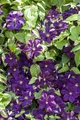 Produktbild: Clematis viticella 'Blue Belle', Waldrebe, blau, 60–100 cm