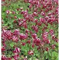 Produktbild: Akelei Winky Rosa-Weiß - Aquilegia vulgaris