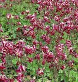 Produktbild: Akelei Winky Rosa-Weiß - Aquilegia vulgaris - lebende Gartenpflanze aus den Baumschulen