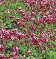 Produktbild: Akelei Winky Rosa-Weiß - Aquilegia vulgaris