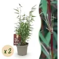 Produktbild: Exotenherz Bambus Fargesia Red Dragon Rot 2er Set 14cm Topf Höhe 35cm