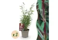 Produktbild: Exotenherz Bambus Exotenherz Bambus - Fargesia Red Dragon - Rot - 2er Set 14cm Topf