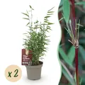 Produktbild: Exotenherz Bambus - Fargesia Red Dragon - Rot - 2er Set 14cm Topf Höhe 35cm