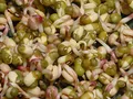 Produktbild: 500g BIO Keimsprossen Mungobohnen Vigna radiata Mungbohne Sprossenanzucht Sprossen Mirkogrün Microgreen Mungo