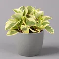 Produktbild: Peperomia, verschiedene Arten nach Verfügbarkeit, Topf-Ø 12 cm, Höhe ca. 20 cm