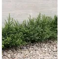 Produktbild: Japanische Zwerg Stechpalme Green Lustre 30-40cm - Ilex crenata
