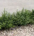 Produktbild: Japanische Zwerg Stechpalme Green Lustre 30-40cm - Ilex crenata - lebende Gartenpflanze aus den Baumschulen