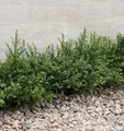 Produktbild: Japanische Zwerg Stechpalme Green Lustre 30-40cm - Ilex crenata