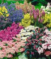 Produktbild: BALDUR Garten 15er Staudenbeet 'Gartenfreude', Pflanzen im 7x7 cm-Topf, Staudengarten, Taglilie, Rittersporn, Bartfaden, Witwenblume, Edeldistel, 2x Frauenmantel, Prachtscharte, etc., blühend