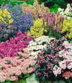 Produktbild: BALDUR Garten 15er Staudenbeet 'Gartenfreude', Pflanzen im 7x7 cm-Topf, Staudengarten, Taglilie, Rittersporn, Bartfaden, Witwenblume, Edeldistel, 2x Frauenmantel, Prachtscharte, etc., blühend