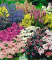 Produktbild: BALDUR Garten Beetpflanze 15er Staudenbeet 'Gartenfreude' für 5-6m², 15 St., Edelrittersporn, winterhart, mehrjährig, pflegeleicht
