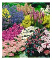 Produktbild: Staudenbeet 'Gartenfreude', 15 Pflanzen
