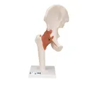 Produktbild: 3B Scientific® Funktionales Hüftgelenkmodell – Lebensgroßes menschliches Hüftgelenk mit flexiblen Bändern zur Bewegungsdarstellung + Smart Anatomy App (5 Jahre Garantie)