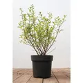 Produktbild: Ligustrum vulgare 'Atrovirens' 40-60 cm