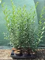 Produktbild: Ligustrum vulgare 'Atrovirens' 40–60 cm – Winterhart, Mehrjährig, Pflegeleicht – Gewöhnlicher Liguster – Heckenpflanze für Garten & Sichtschutz