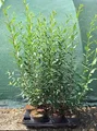 Produktbild: Ligustrum vulgare 'Atrovirens', Gewöhnlicher Liguster, immergrün, 40–60 cm