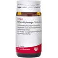 Produktbild: Bronchi Plantago Globuli Velati 20 g