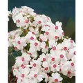Produktbild: Phlox Subulata Amazing Grace Teppichphlox Weiß Ca. 9x9 cm Topf