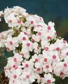 Produktbild: Phlox subulata 'Amazing Grace', Teppichphlox, weiß, ca. 9x9 cm Topf