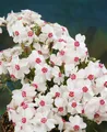 Produktbild: Pflanzen für Dich Bodendecker Phlox subulata Amazing Grace, 1 St., Polster-Phlox, Teppich-Phlox, Moos-Phlox, weißblühend, teppichbildend