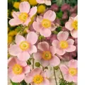 Produktbild: Sonstige - Anemone Hupehensis 'ouvertüre' P 0,5
