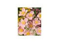 Produktbild: Anemone hupehensis 'Ouvertüre', Herbst-Anemone, rosa, ca. 9x9 cm Topf