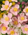 Produktbild: Pflanzen für Dich Staude Anemone hup. Ouvertüre, 1 St., Herbst-Anemone, Japanische Anemone