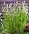 Produktbild: BALDUR Garten 3x Lampenputzergras Magic, Pflanzen im 9x9 cm-Topf, Pennisetum alopecuroides Magic, Ziergras, 3 Pflanzen pro Quadratmeter , winterharte Staude, trockenresistent & mehrjährig, blühend