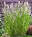 Produktbild: BALDUR Garten 3x Lampenputzergras Magic, Pflanzen im 9x9 cm-Topf, Pennisetum alopecuroides Magic, Ziergras, 3 Pflanzen pro Quadratmeter, winterharte Staude, trockenresistent & mehrjährig, blühend