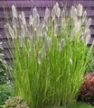 Produktbild: BALDUR Garten Lampenputzergras 'Magic',3 Pflanzen