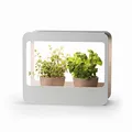 Produktbild: Romberg Home Garden Mini Gewächshaus mit LED Wachstumslampe für Pflanzen, LED Pflanzenlampe Vollspektrum, 14W Grow Light für Basilikum Topf, Minze Samen und Rosmarin Pflanze, 50.5x21x40 cm