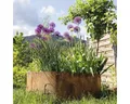 Produktbild: Hochbeet bellissa rund Cortenstahl Ø 110 x 50 cm