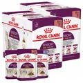 Produktbild: ROYAL CANIN Sensory Smell Taste Feel in Soße regt die Sinne an 12x85 g