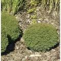 Produktbild: Kuschellebensbaum Teddy 25-30cm - Thuja occidentalis