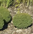 Produktbild: Kuschellebensbaum Teddy 25-30cm - Thuja occidentalis