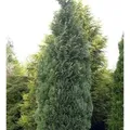 Produktbild: Blaue Säulenzypresse 30-40cm - Chamaecyparis,awsoniana