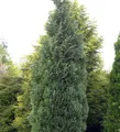 Produktbild: Blaue Säulenzypresse 30-40cm - Chamaecyparis lawsoniana