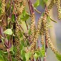 Produktbild: Hängebirke Sandbirke - Betula pendula