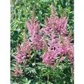 Produktbild: Astilbe Chinensis Visions In Pink Prachtspiere Ca. 11x11 cm Topf