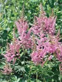 Produktbild: Astilbe chinensis 'Visions in Pink' 11x11 cm Topf – Winterhart, Mehrjährig & Pflegeleicht – Prachtspiere – Staude für Schattenbeet & Garten