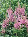 Produktbild: Pflanzen für Dich Staude Astilbe chin. Visions in Pink, 1 St., Astilbe, Prachtspiere